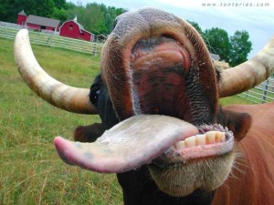 vaca