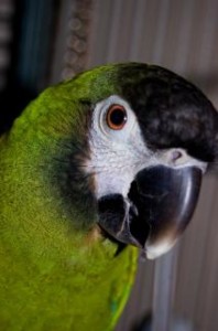 papagaio-verde_19-115992